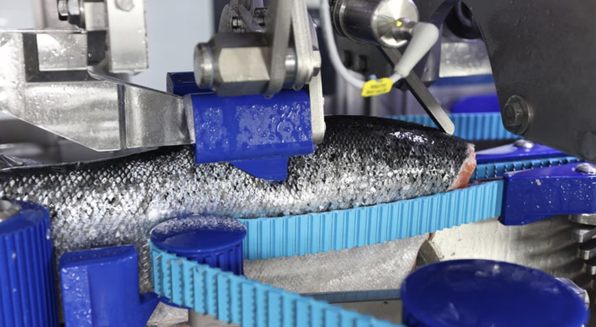 MAREL: LA MS 2750 INAUGURA UNA NUEVA ERA EN EL FILETEADO DE SALMÓN